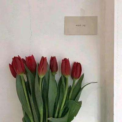 莱拉小镇世界游戏下载